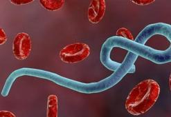 Ebola virüsü nedir? Nasıl bulaşır?