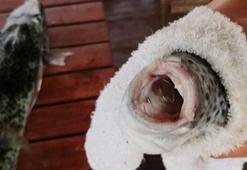 Balon balığı ilaç olacak!