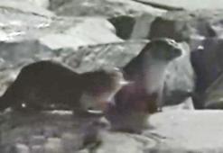 İstanbul'da su samurları görüldü! Vatandaşlar besledi