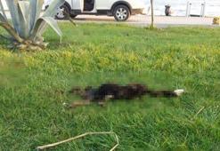 Bursa'da sahilde bulundu! 6 parçaya ayrılmış...