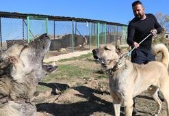 Yavru Kangallar vatan görevi için hazır!