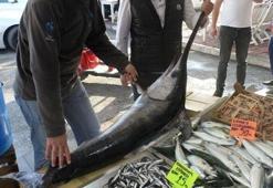 Marmara Denizi'nde yakalandı! Fiyatı şaşırttı