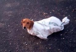 Çuval içindeki gebe köpeği minik Arif'in dikkati kurtardı