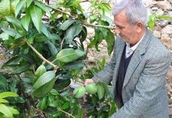 12 mango ağacı 45 bin lira kazandırdı