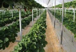 Adı 'Sabrina' kilosu 12 TL!