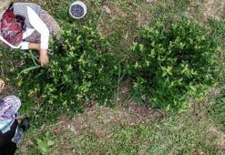 Flovonoid cinsel gücü arttırıyor!