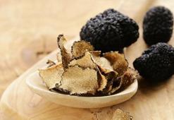 Trüf mantarı nedir? Faydaları nelerdir? Trüf mantarı nasıl yetiştirilir?