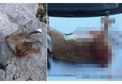 Kaçak avcılara ağır ceza