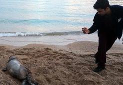 Antalya'da ölü Akdeniz foku, kıyıya vurdu