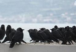 Uyarı geldi: Ölü kuşlara sakın dokunmayın!