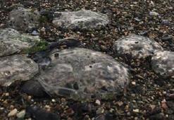 Büyük panik! Deniz anaları İzmit Körfezi'ni işgal etti