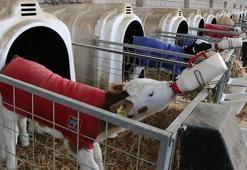 Buzağı desteklemeleri ne zaman verilecek? 2018 buzağı destekleri (2. dönem) ne zaman ödenecek?