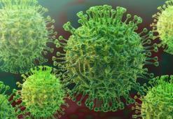 Lassa virüsü nedir? Ateş belirtileri nelerdir? Nijerya'da Lassa Ateşi Salgını