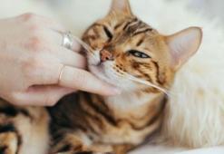 Koronavirüste 'kedi' iddiası asılsız