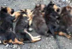 Yavru köpeklerin zehirlenerek öldürüldükleri iddiası