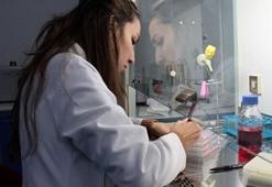 ''Sığırların viral diyaresi" hastalığına karşı yerli aşı  geliştiriliyor