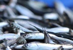 Korkutan açıklama: Böyle giderse balıkçılık biter!