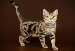 Amerikan kedisinin özellikleri nelerdir? Bakımı ve beslemesi nasıl yapılır?