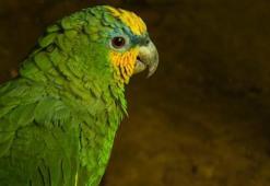 Amazon Papağanı ne yer? Özellikleri nedir?