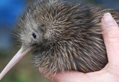 Kivi kuşunun özellikleri nelerdir?