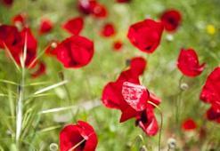 Kırmızı kantaron yağının faydaları - Kırmızı kantaron yağı ne işe yarar?