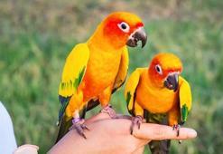 Jumbo muhabbet kuşu özellikleri - Konuşur mu? Cinsiyeti nasıl anlaşılır?