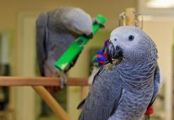 Jako Papağanı ne yer? Özellikleri nedir?