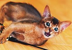 Habeş kedisinin özellikleri nelerdir? Bakımı ve beslemesi nasıl yapılır?