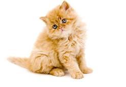 Fars kedisinin özellikleri nelerdir? Bakımı ve beslemesi nasıl yapılır?