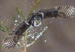 Doğan kuşu özellikleri - Doğan ve şahin kuşları arasındaki farklar