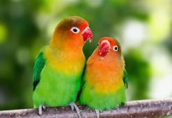 Cennet Papağanı ne yer? Yavru bakımı nasıl napılır - özellikleri