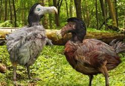 Dodo kuşu özellikleri - Nesli neden tükendi? Dodolar hakkında kısa bilgiler