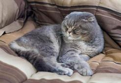 İskoç kedisinin özellikleri nelerdir, bakımı nasıl yapılır?