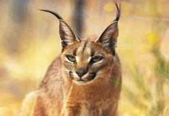 Caracal kedisinin özellikleri nelerdir? Bakımı ve beslemesi nasıl yapılır?
