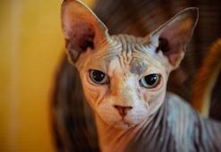 Firavun kedisinin özellikleri nelerdir? Bakımı ve beslemesi nasıl yapılır?