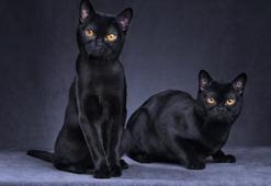 Bombay kedisinin özellikleri nelerdir? Bakımı ve beslemesi basıl yapılır?