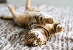 Bengal kedisinin özellikleri nelerdir? Bakımı ve beslemesi nasıl yapılır?