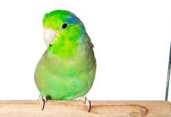 Mavi forpus papağanı bakımı nasıl yapılır - özellikleri