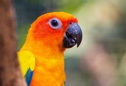 Ara Papağanı ne yer? Kırmızı ve Sümbül Ara Papağanı bakımı nasıl yapılır?