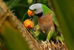 İskender Papağanı ne yer? İskender Papağanı’nın yaşı nasıl anlaşılır?