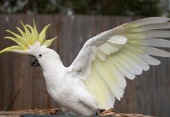 Kakadu papağanı ne yer? Beyaz kakadu papağanı bakımı nasıl yapılır - Özellikleri