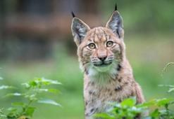 Karakulak kedisinin özellikleri nelerdir? Bakımı ve beslemesi nasıl yapılır?
