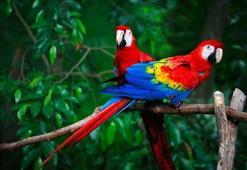 Papağan türleri ve özellikleri nedir? İşte konuşan papağan isimleri