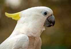 Pakistan Papağanı ne yer? Mavi Pakistan Papağanı bakımı nasıl yapılır?