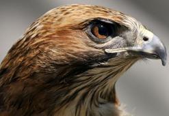 Şahin kuşunun özellikleri nelerdir?