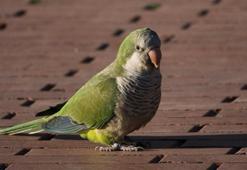 Monk Papağanı ne yer? Mavi Monk Papağanı bakımı nasıl yapılır - Özellikleri