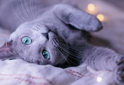 Mavi Rus Kedisinin özellikleri nelerdir? Bakımı ve beslemesi nasıl yapılır?