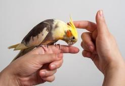 Sultan Papağanı ne yer? konuşur mu? Bakımı nasıl yapılır - Özellikleri