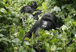 Bazı ülkeler gorilleri koronavirüsten korumak için parkları kapattı