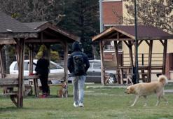 Corona virüs korkusuyla hayvanları sokaklara terk ediyorlar